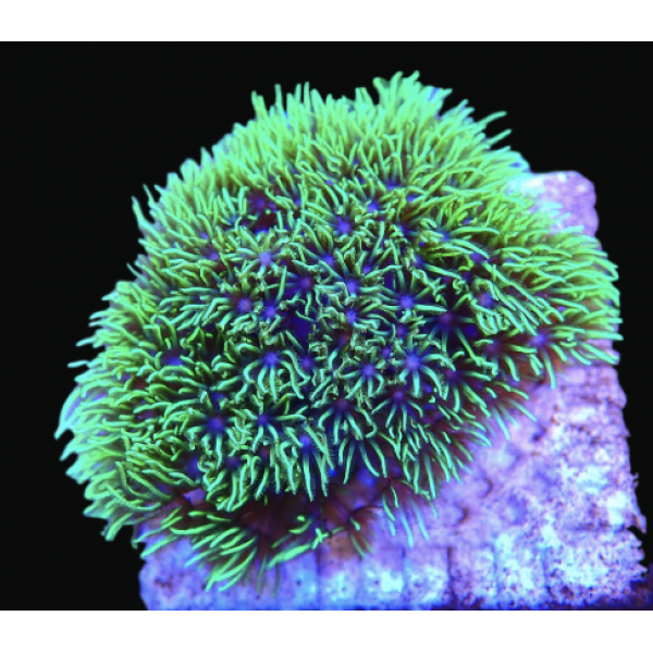 GREEN STAR POLYP CORAL